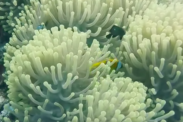 Diving Daedalus Reef in Red Sea with MV Nouran