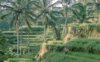 Tegallalang rice terrace in Bali, Indonesia